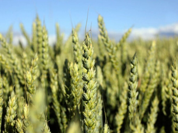 Semillas Trigo Fritz  Baer C2 SEK x 25 kg