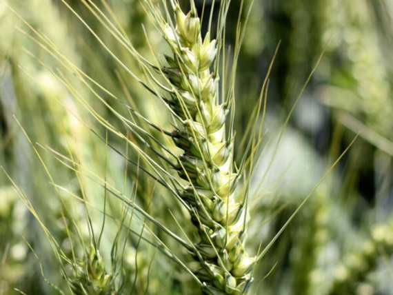 Semillas Trigo Maxwell C2 SEK x 25 kg