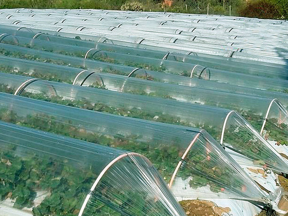 Túnel Agrinplex reforzado-estabilizado con Anti goteo y Termicidad - Bobina 500 m - Ancho 150 cm