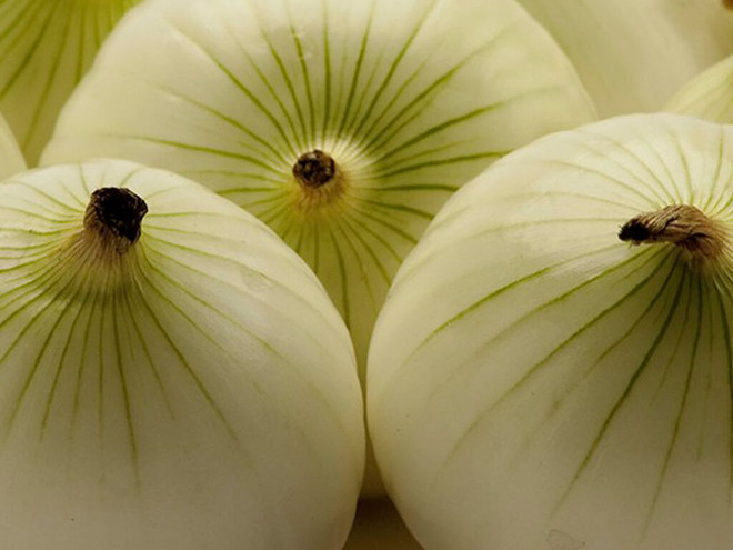 Semilla SEMINIS Cebolla Century 500 gr