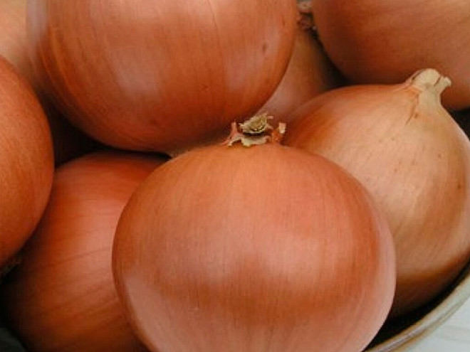 Semilla de cebolla variedad Pandero 100.000 semillas para cultivo profesional