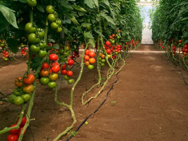 Semillas Portainjerto Maxiford para tomate - 1000 semillas