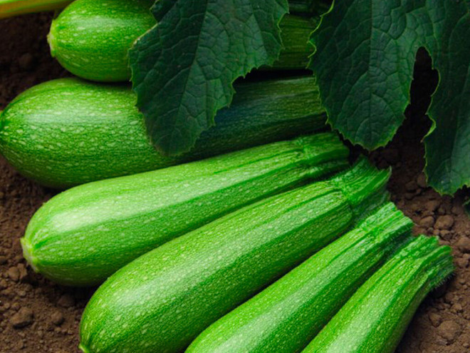 Semilla Zapallito Terminator - 1000 semillas