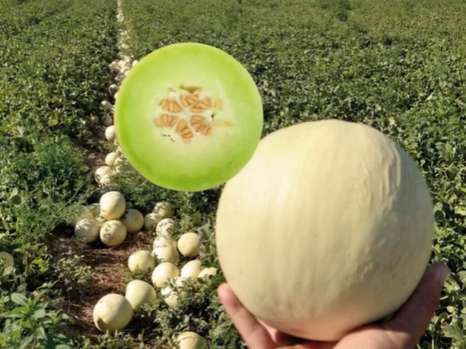 SEMILLAS MELON DOLCE PRIMAVERA X 1000