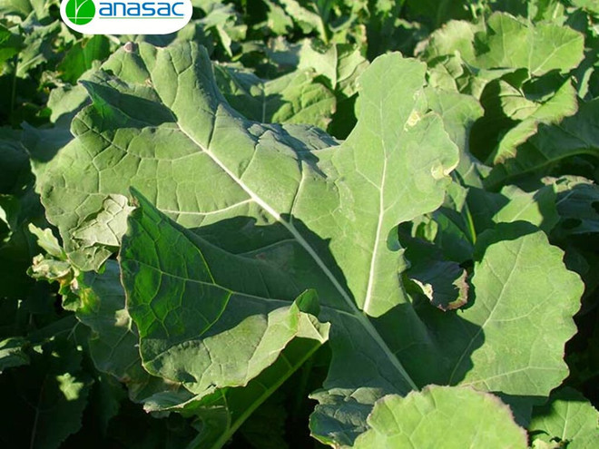 Semillas de Raps Forrajero Goliath TLS Plus x 5 Kg