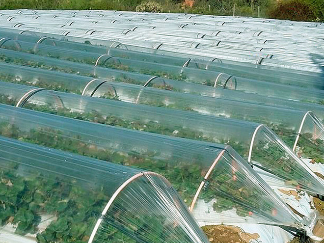 Túnel Agrinplex reforzado-estabilizado con Anti goteo y Termicidad - Bobina 500 m - Ancho 140 cm