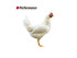 Alimento Pellet Pollos Broiler Final P5 Champion-Performance  - 25 kg