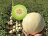 SEMILLAS MELON DOLCE PRIMAVERA X 1000