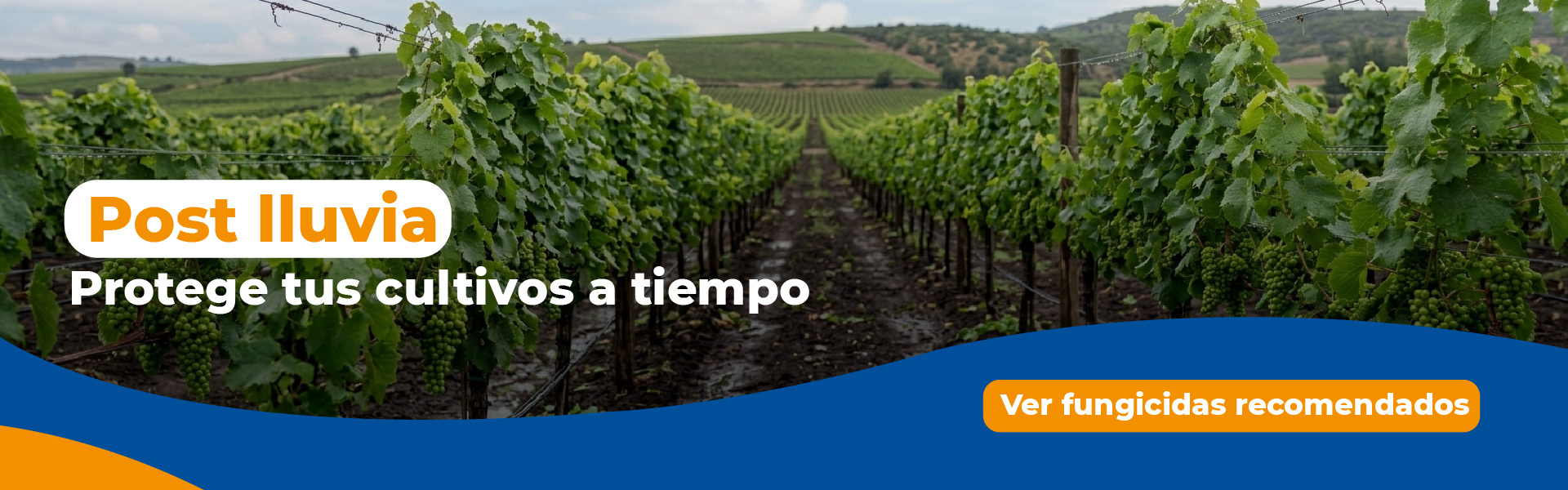Post lluvia: protege tus cultivos antes que aumente la presión de enfermedades