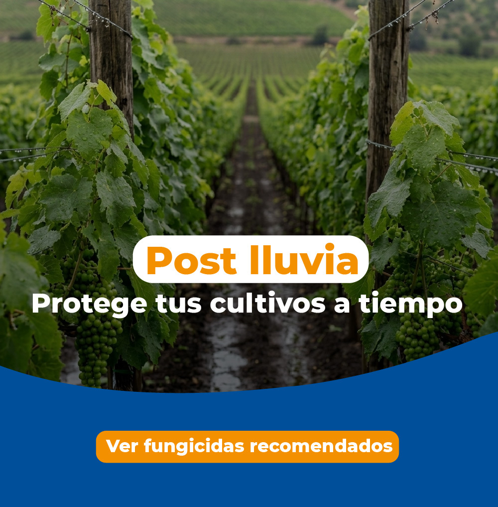 Post lluvia: protege tus cultivos antes que aumente la presión de enfermedades