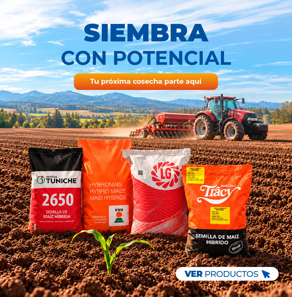 Semillas de maíz y alfalfa