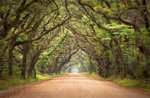 Jorah Tree Lined Road Wall Art