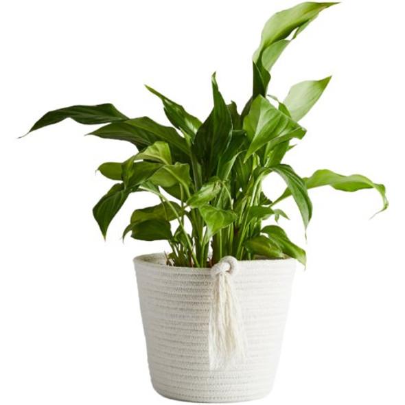 Tabitha Eve Eco-Twist Plant Pot Small - 100% Cotton/Earth Friendly - Rope Style