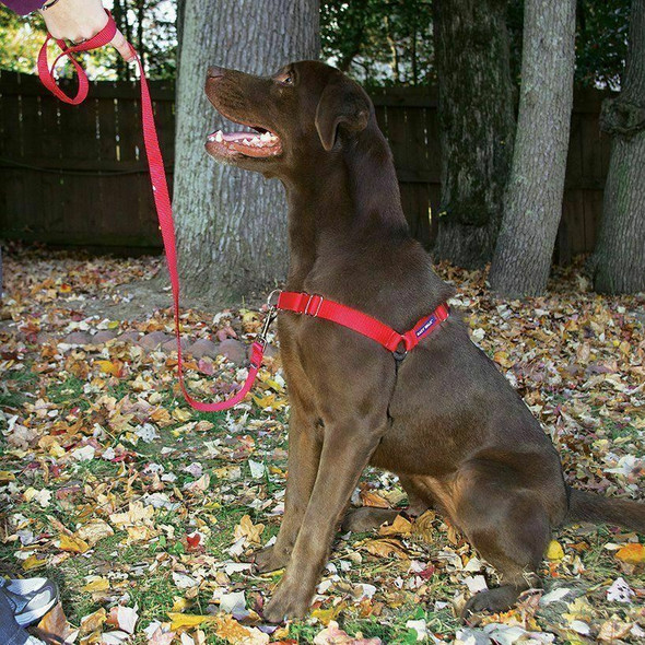 Petsafe Easy Walk Dog Harness (Large) (Red)