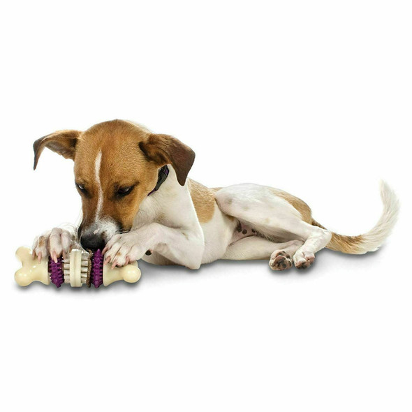 PetSafe Busy Buddy Bristle Bone Dog Chew Toy, Purple, M