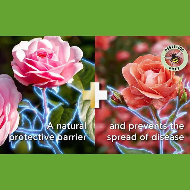 Miracle-Gro 2 in 1 Nourish & Protect Rose, Shrub & Ornamental RTU Plant Food, 800ml