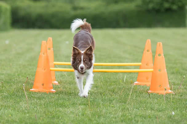 Trixie Dog Agility Obstacles, set 3 pcs.,orange, yellow