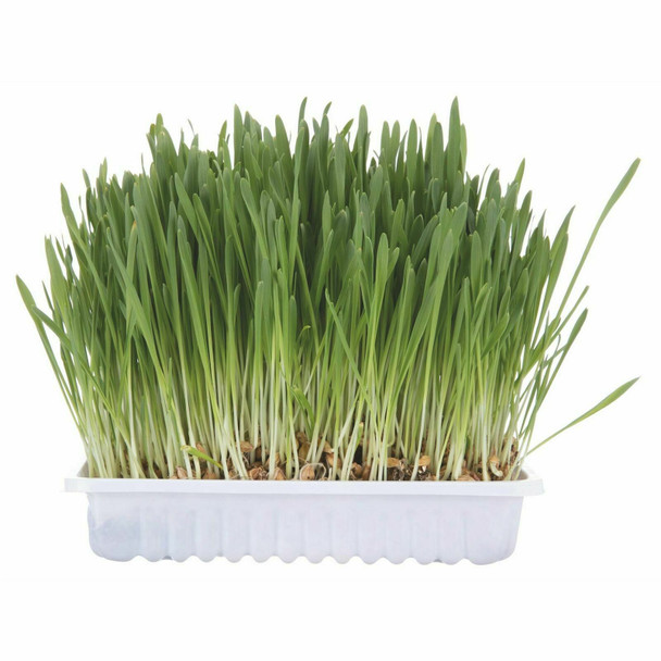 Trixie TX 4235 Cat Grass bowl 100 g