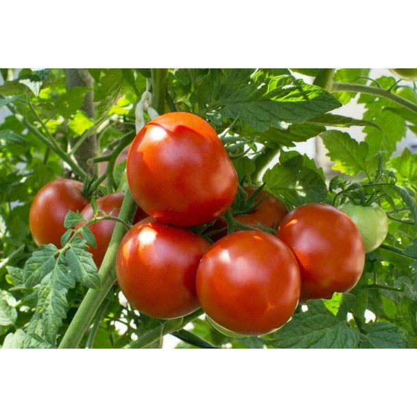 2 x Liquid Plant Food Tomato 5