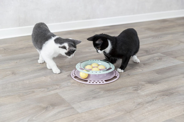 Zolux - Cat Games Junior Kitten Circle, size ø 24 cm - TR-41340