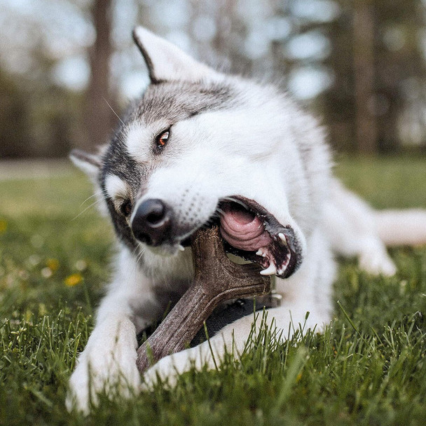 Benebone Durable Stick Dog Chew Toy for Aggressive Chewers, Maplestick, Giant, Made in the USA.