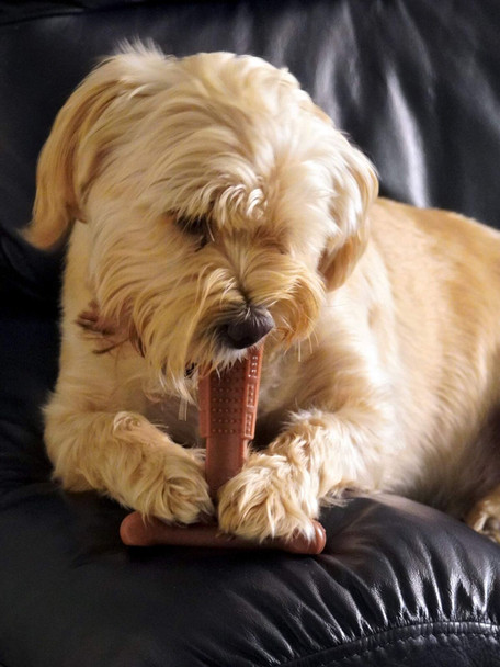 T Bone Dog Chew for the most aggressive of chewers MEDIUM CHICKEN