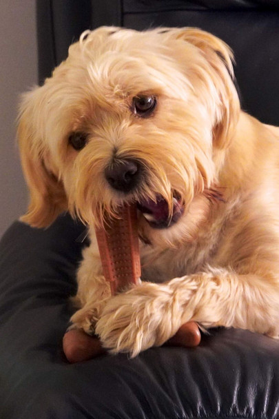 T Bone Dog Chew for the most aggressive of chewers MEDIUM BEEF
