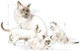 Royal Canin Babycat Milk Kitten Food 300g