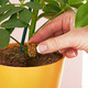 Miracle-Gro Push & Feed All Plant Food, Easy to Use Cones