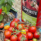 Levington Tomorite Organic Liquid Tomato Feed, Concentrate, 1L