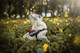 Trixie Julius-K9 IDC Powerharness Dog Harness 2XS/Baby 2, 33–45 cm/18 mm, Red