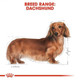 Royal Canin Dachshund Dry Dog Food for 10 Months+ Breed Health Nutrition - 1.5kg