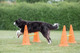 Trixie Dog Agility Obstacles, set 3 pcs.,orange, yellow