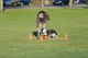 Trixie Dog Agility Obstacles, set 3 pcs.,orange, yellow