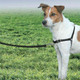 Pet Safe Easy Walk Dog Harness, Large, Red