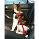 Trixie Car Harness For Cats, 20-50 cm/15 mm, Red