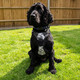 Battersea Dog Harness M