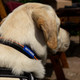 Battersea Reflective Dog Collar Orange L
