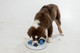 Trixie Dog Activity Mini Mover, White/Blue, 25 × 20 cm