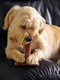Peanut Butter Bamboodles Dog Chew Toy - LARGE