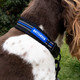 Battersea Reflective Dog Collar Blue M