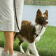 PetSafe Easy Walk Headcollar, No-pull Dog Walking Lead, Adjustable Fit, Comfortable, Medium-Black