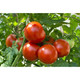 Tomato Fertiliser Feed Levington Tomorite 500ml Grow More Tomato Fast Acting