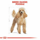 Royal Canin Dog Food Poodle 30 Dry Mix 1.5kg