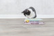 Zolux - Cat Games Junior Kitten Circle, size ø 24 cm - TR-41340