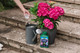 Westland 20100444 Hydrangea High Performance Liquid Plant Food 1 Litre, Green