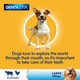 Pedigree Dentastix - Daily Dental Care Chews, Large Dog Treats + 25 kg, 1 Bag (4 Sticks)