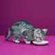 Whiskas Milk Cat Treats for Kitten, 3 Packs (3x200ml)