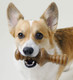 Benebone Zaggler Durable Rolling Dog Chew Toy for Aggressive Chewers, Real Bacon, Small, Made in the USA.