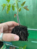 Mini 4 soil block